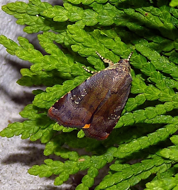 Noctua janthe/janthina