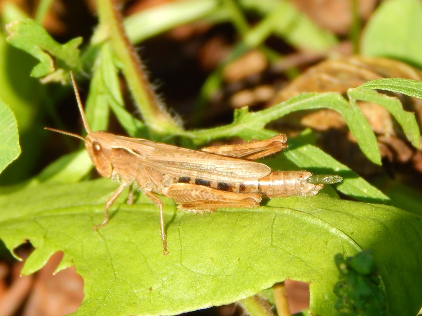 Chorthippus dorsatus - hátas rétisáska
