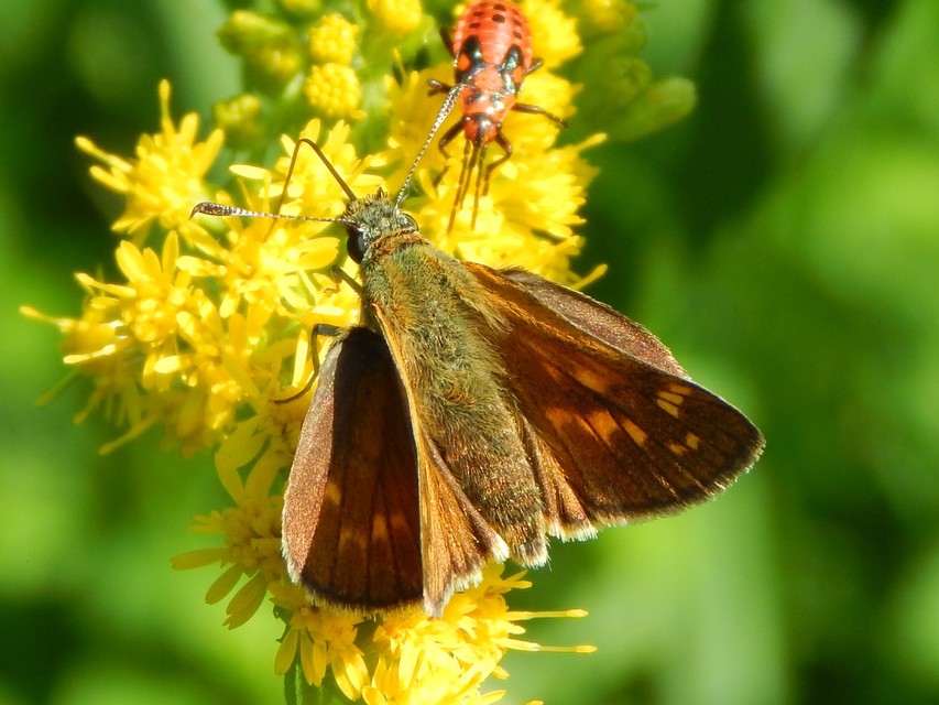 Hesperia comma - vesszős busalepke
