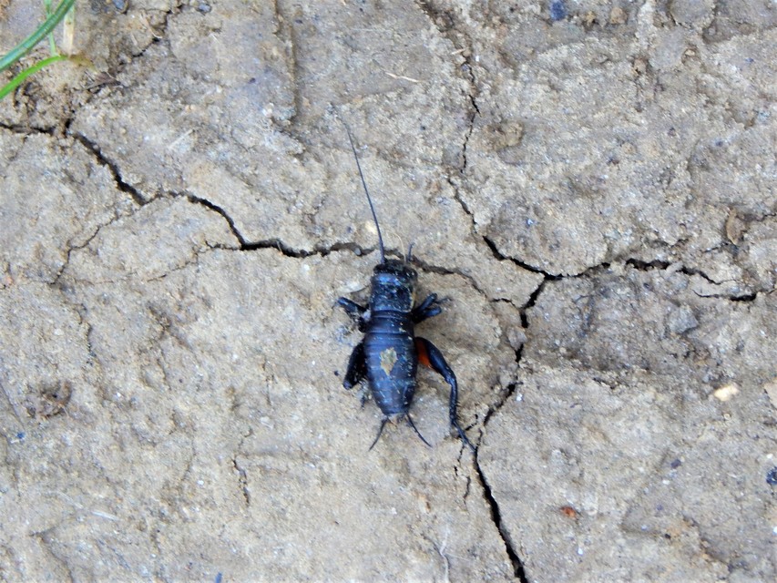 Gryllus campestris - mezei tücsök