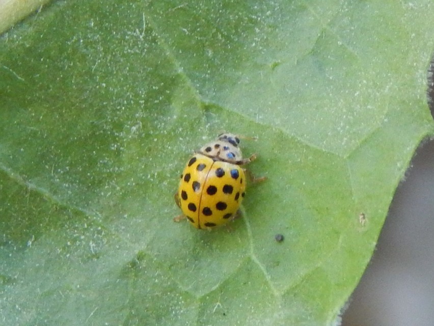 Psyllobora vigintiduopunctata - huszonkétpettyes katica