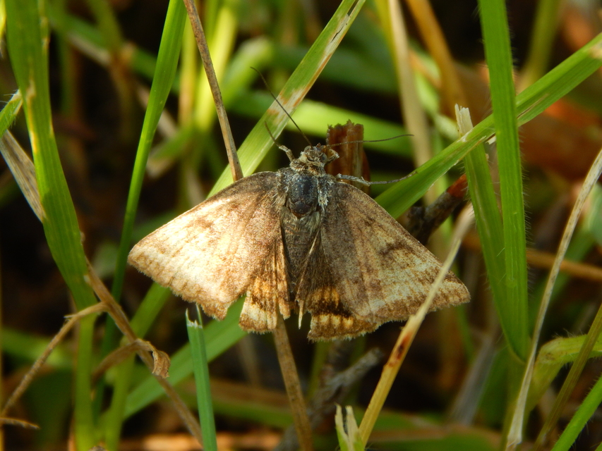 Euclidia glyphica - közönséges nappalibagoly