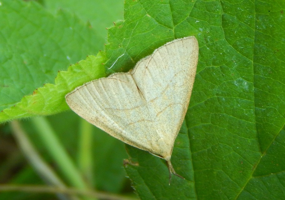 Polypogon tentacularia - sötétaljú karcsúbagoly