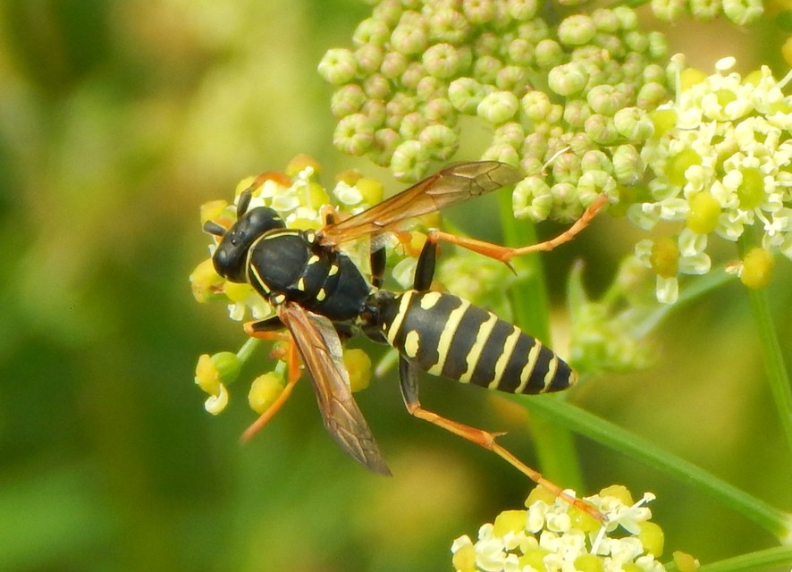 Polistes - papírdarazsak