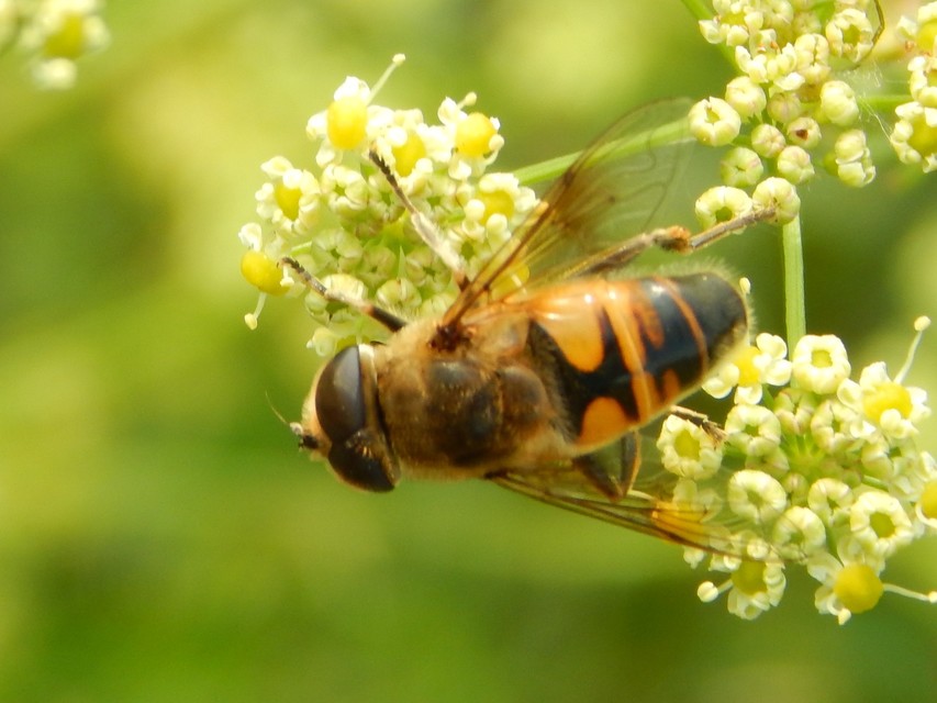 Eristalis tenax - közönséges herelégy