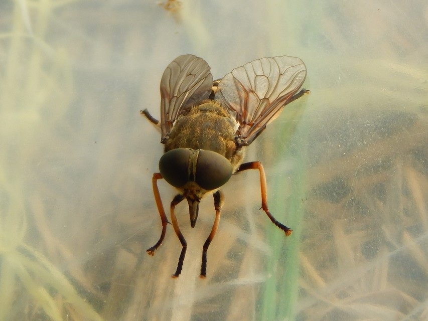 Tabanidae - böglyök