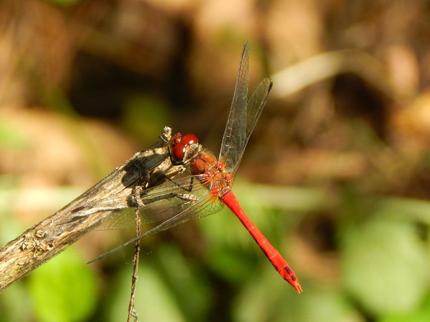 Sympetrum sanguineum - vörös katona-szitakötő