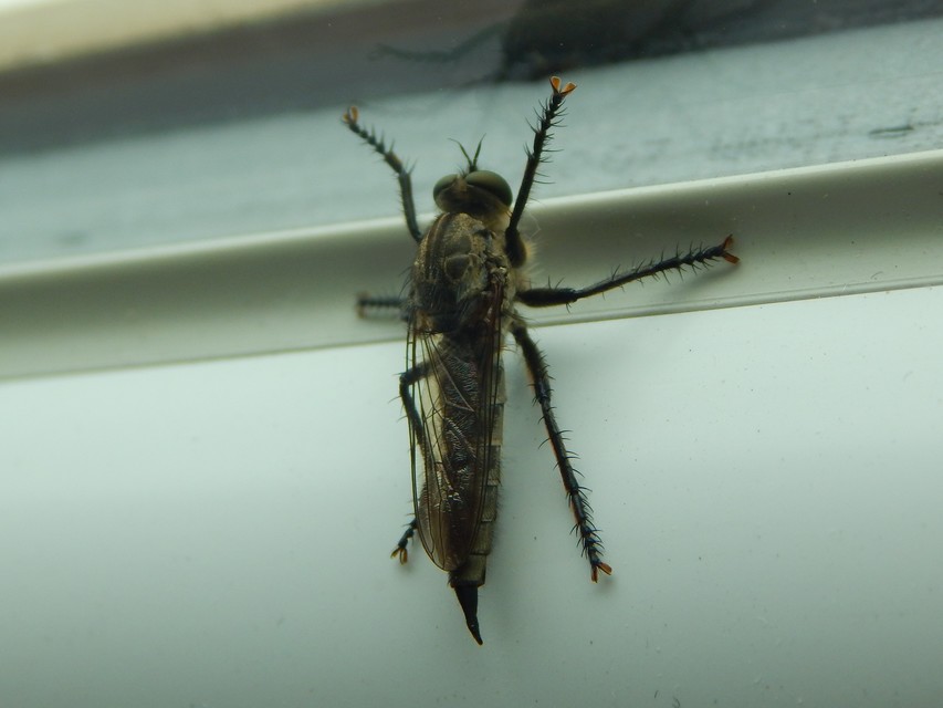 Asilinae