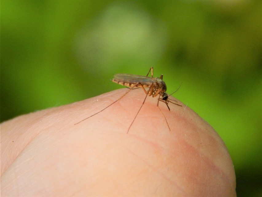 Culicidae - csípőszúnyogok