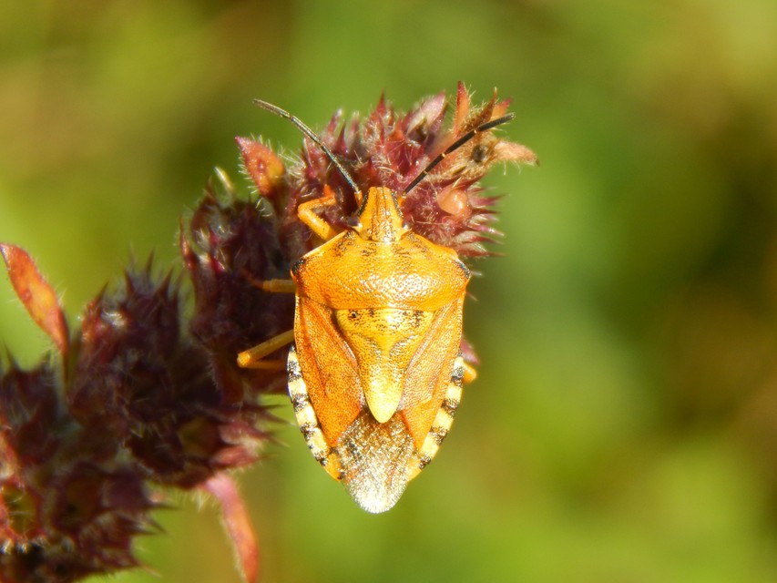Carpocoris