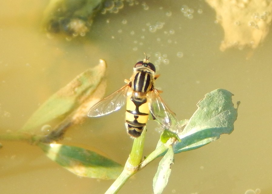 Helophilus trivittatus - nagy mocsárilégy