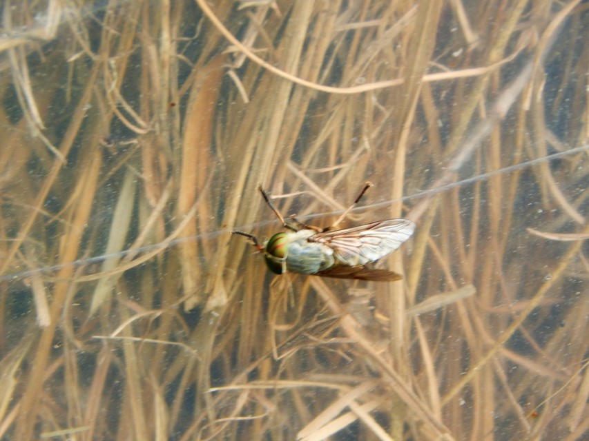 Tabanidae - böglyök