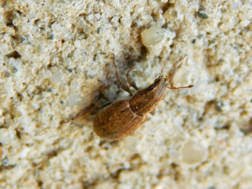 Sitona obsoletus - sárga csipkézőbogár