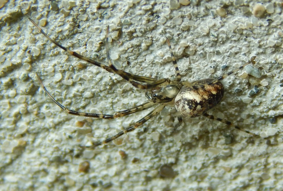 Metellina segmentata/mengei