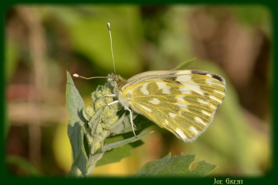 Pontia edusa - rezedalepke