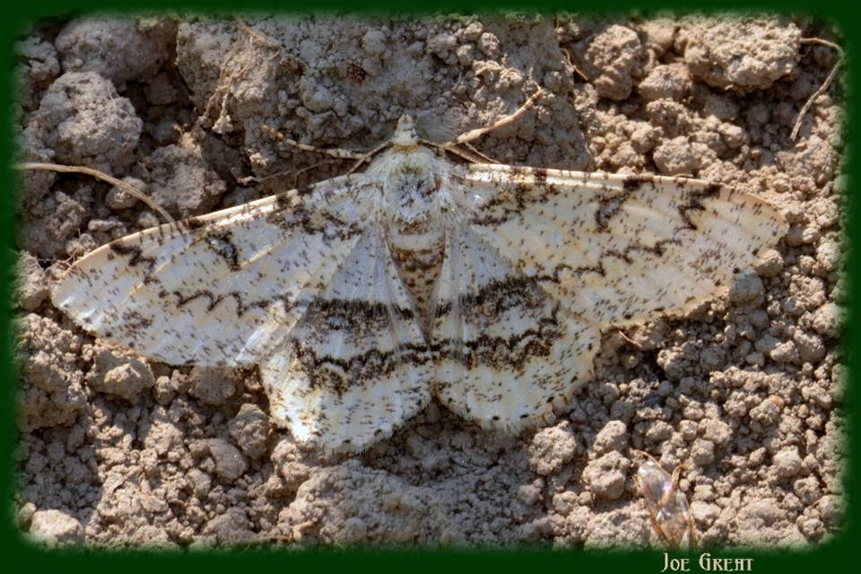 Ascotis selenaria - holdas faaraszoló