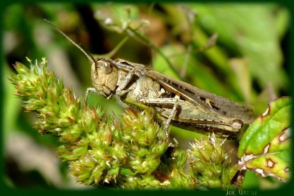 Chorthippus (Glyptobothrus) (subgenus)