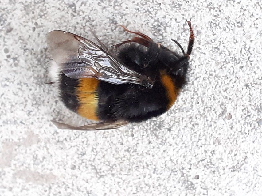 Bombus terrestris/lucorum