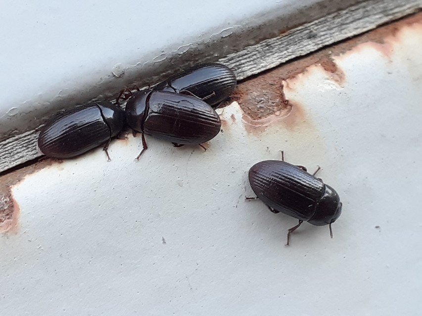 Alphitobius diaperinus