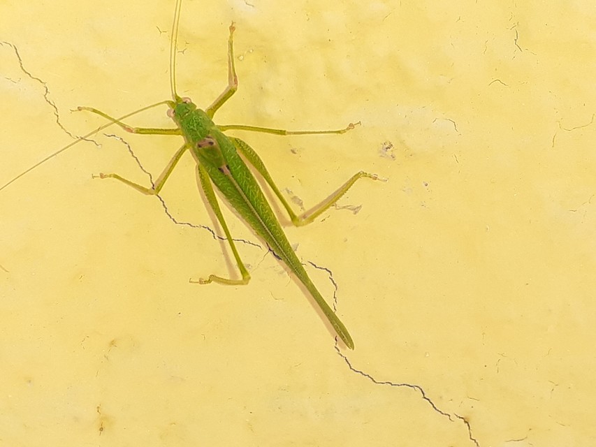 Phaneroptera nana - pontozott repülőszöcske