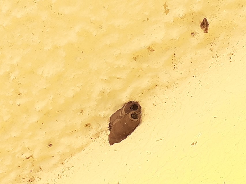 Sceliphron