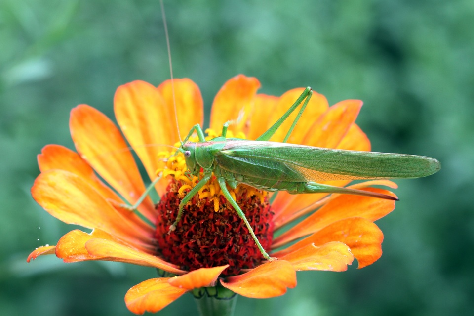 Tettigonia viridissima - zöld lombszöcske