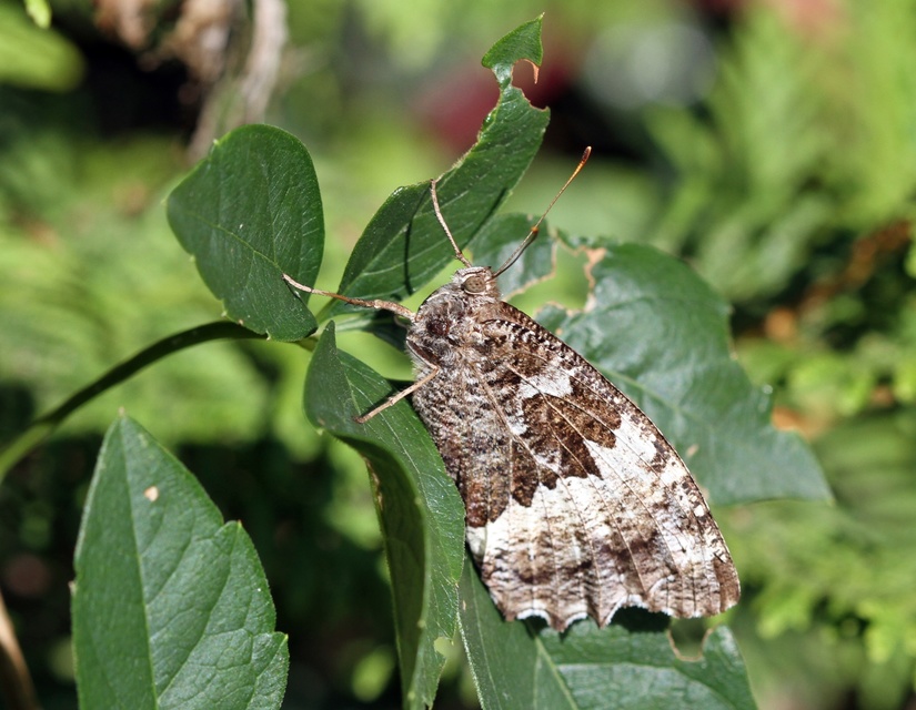 Brintesia circe - fehéröves szemeslepke