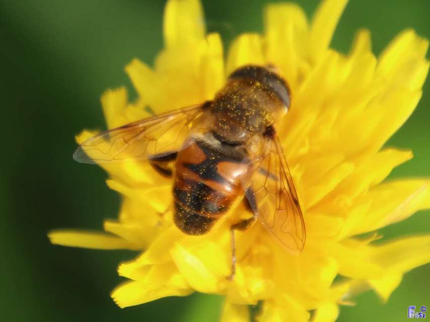 Eristalis tenax - közönséges herelégy