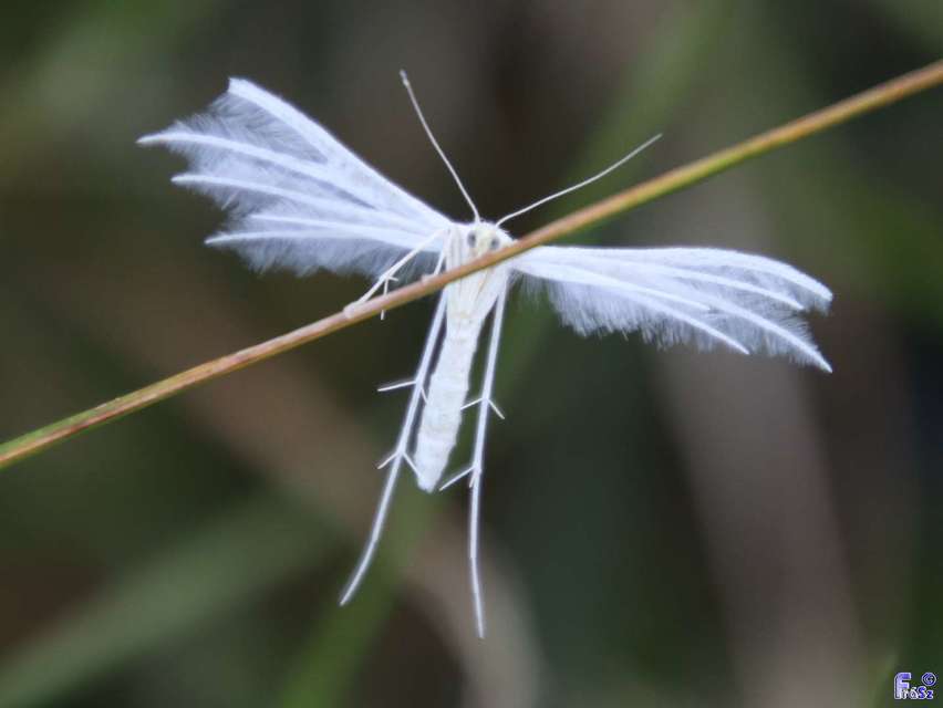 Pterophorus pentadactyla - fehér tollasmoly