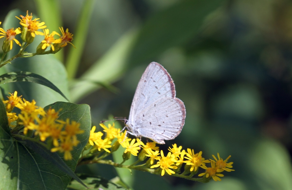 Celastrina argiolus - bengeboglárka