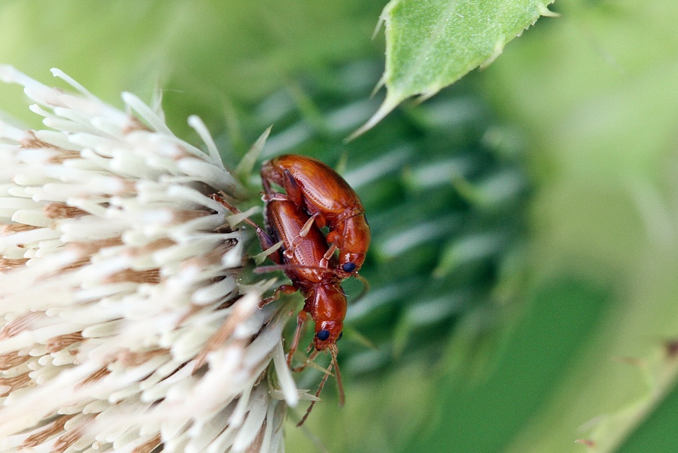 Neocrepidodera