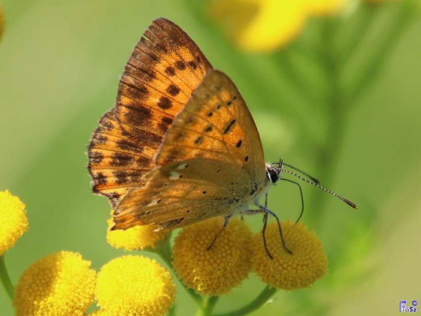 Lycaena virgaureae - arany-tűzlepke