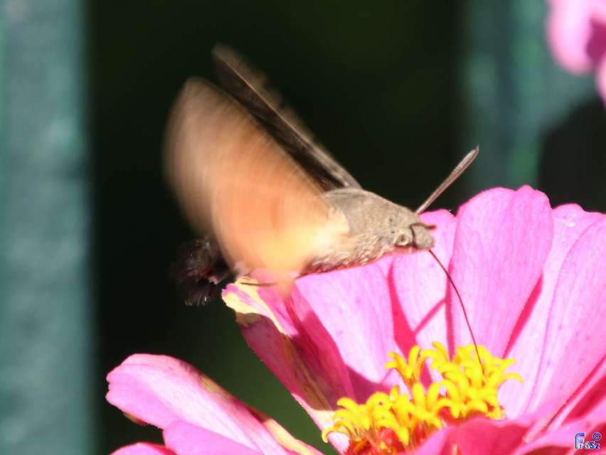 Macroglossum stellatarum - kacsafarkú szender