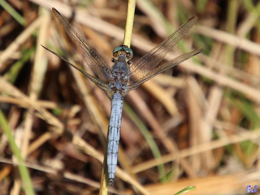 Orthetrum coerulescens - karcsú pásztorszitakötő