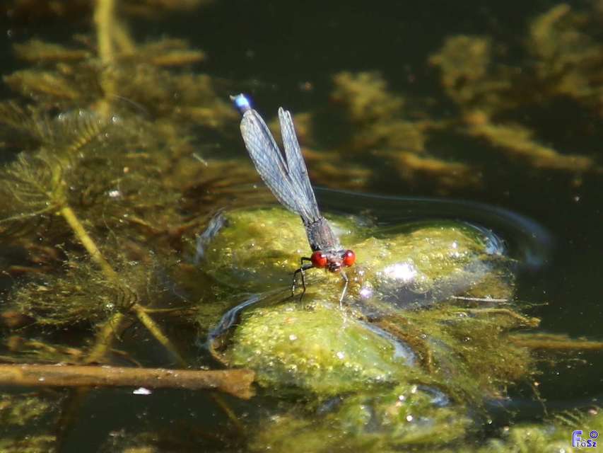 Erythromma viridulum - kis pirosszemű-légivadász
