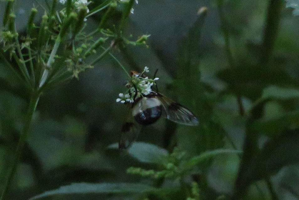Volucella pellucens - üvegpotrohú pihelégy