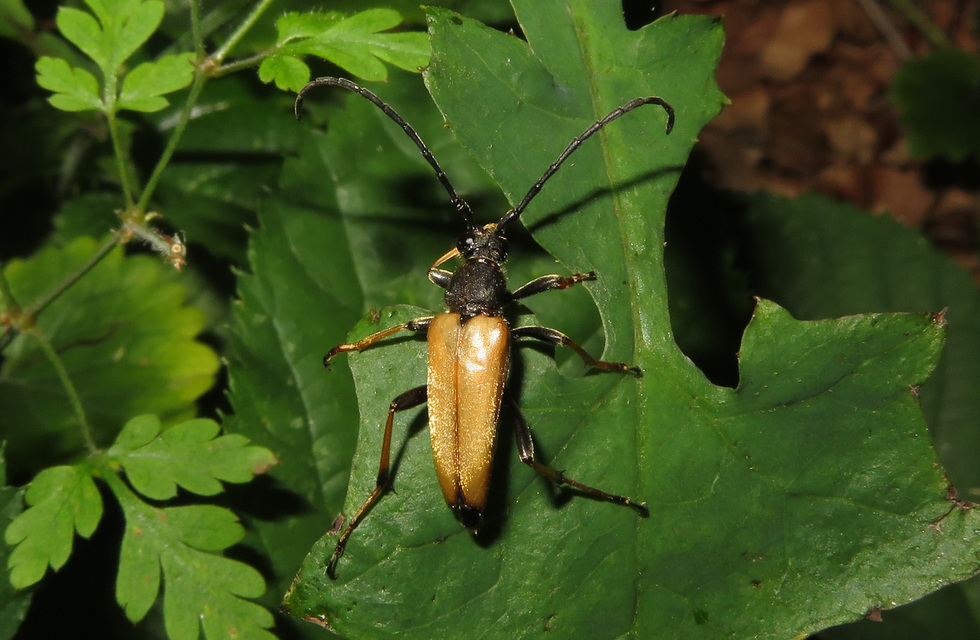 Stictoleptura rubra - vörös virágcincér