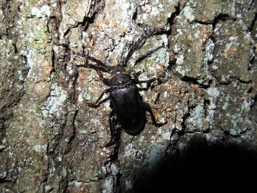 Prionus coriarius - csőszcincér