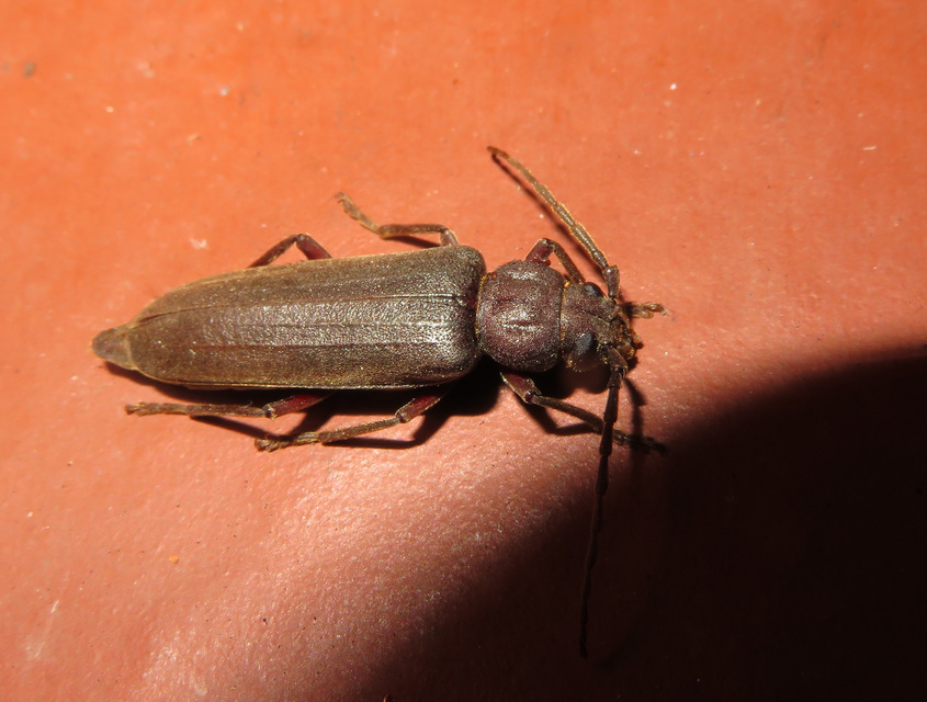 Arhopalus rusticus - gödrösnyakú cincér