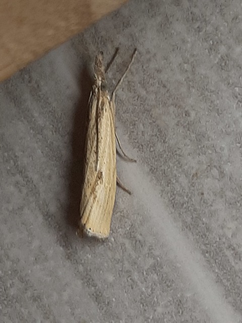 Agriphila inquinatella - közönséges fűgyökérmoly