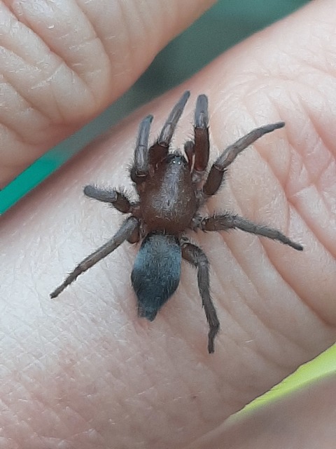 Scotophaeus