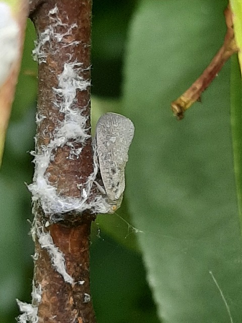 Metcalfa pruinosa - amerikai lepkekabóca