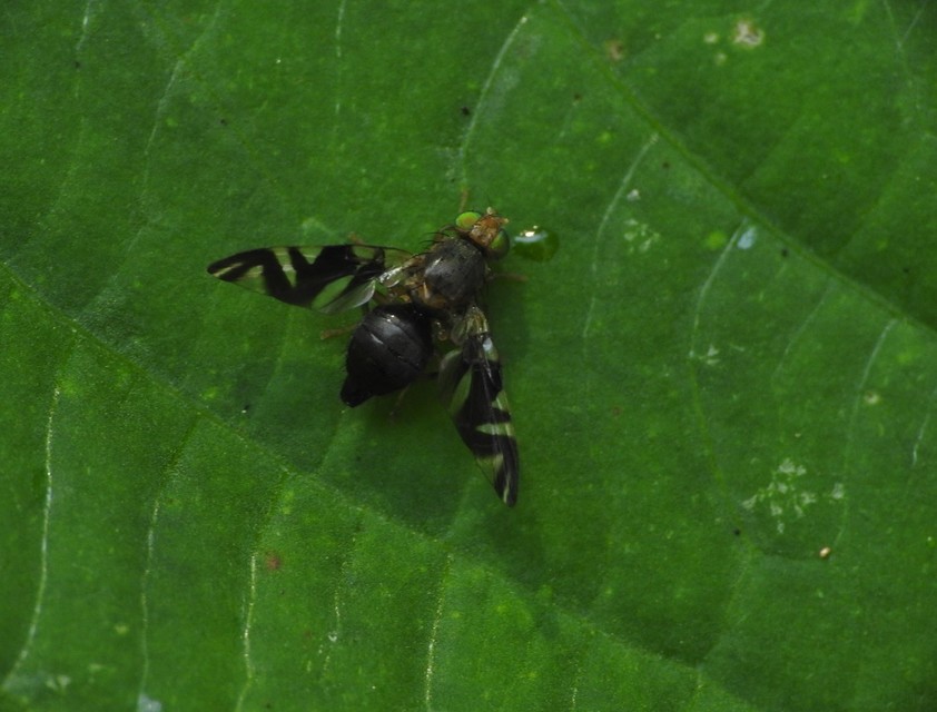 Philophylla caesio