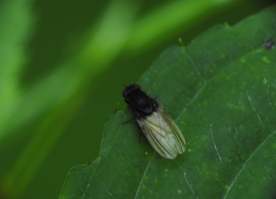 Minettia longipennis