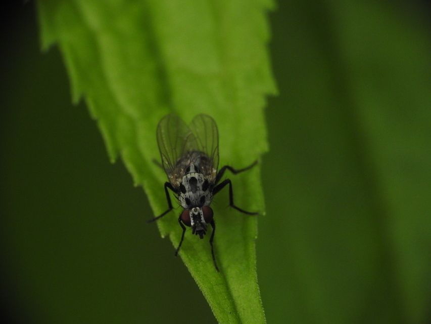 Anthomyia