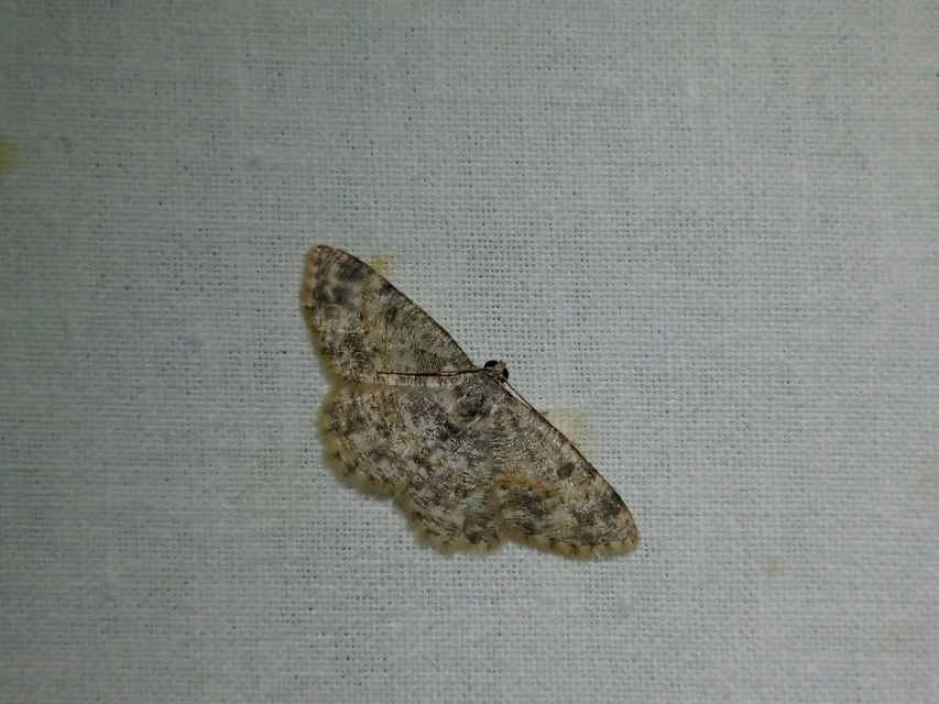 Charissa variegata - tarka sziklaaraszoló