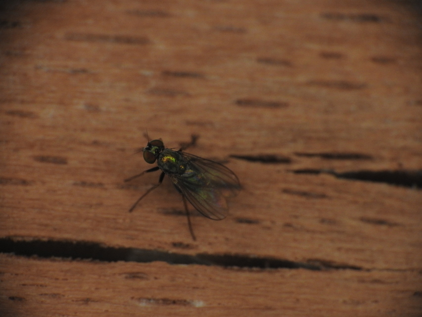 Dolichopodidae - szúnyoglábú legyek