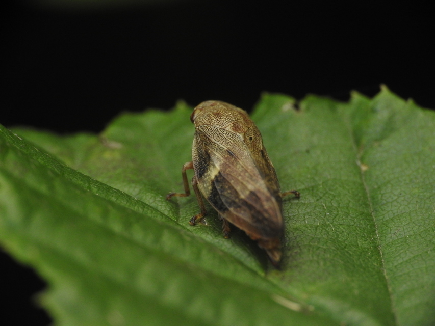 Aphrophora alni