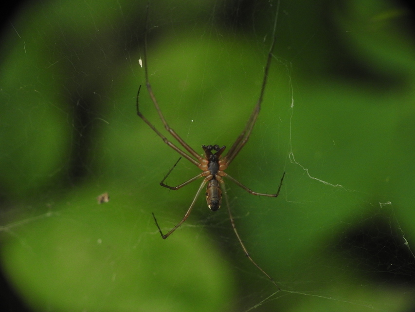 Linyphia triangularis - háromszöges vitorláspók