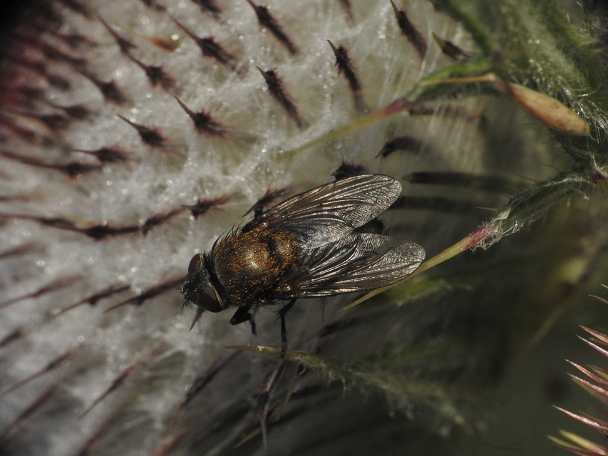 Pollenia